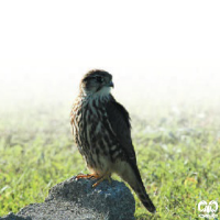 گونه ترمتای Merlin